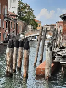 Venice: Seagulls Enjoying the Sun