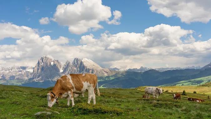 Alpe di Siusi: Grazing Cows and Scenic Hiking in Val Gardena, Dolomites