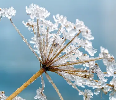 Ice flower Dolomites