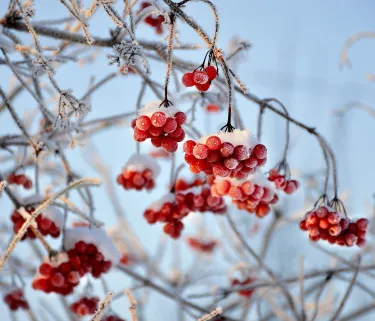 Winter details of the Dolomites