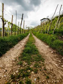 Path among the vineyard conegliano valdobbiadene veneto italy alberto caliman