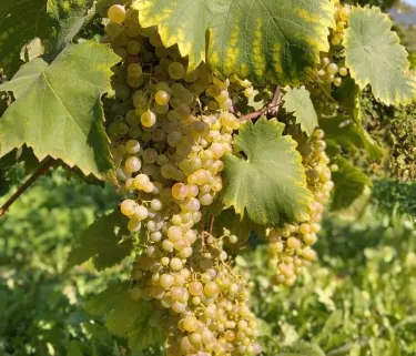 Grapes prosecco wines valdobbiadene conegliano italy