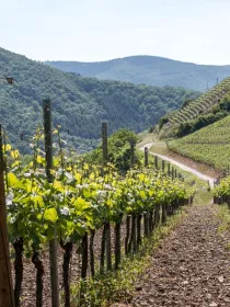 Rows of vines for prosecco valdobbiadene conegliano italy