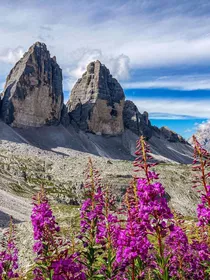 Purple alpine flowers with view of the Tre Cime di Lavaredo in the Dolomites, Veneto, Italy
