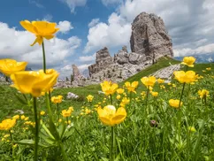 Summer hiking at the 5 Torri with wildflowers and Dolomites peaks in view