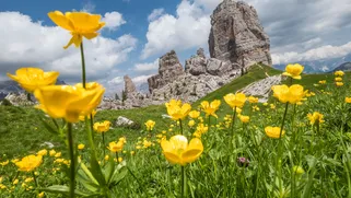 Summer hiking at the 5 Torri with wildflowers and Dolomites peaks in view