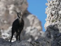 Chamois in the Dolomites, Italian Alps