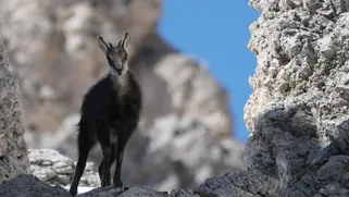 Chamois in the Dolomites, Italian Alps